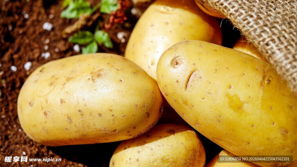 新鲜土豆堆放在麻袋旁