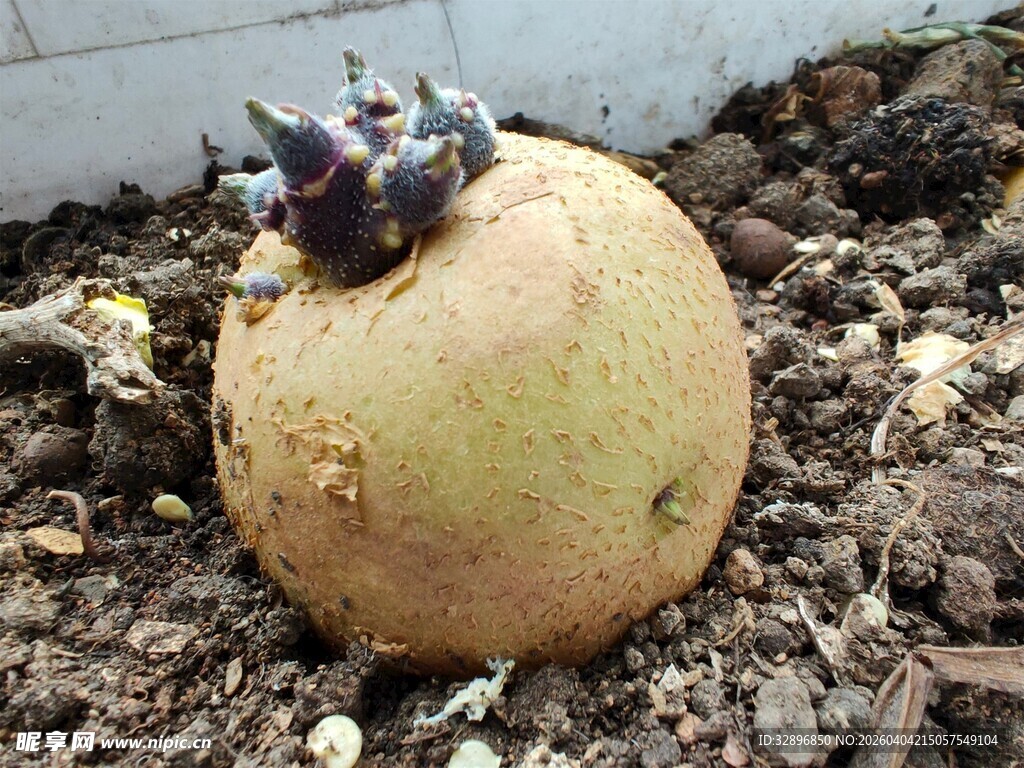 腐烂苹果上的甲虫