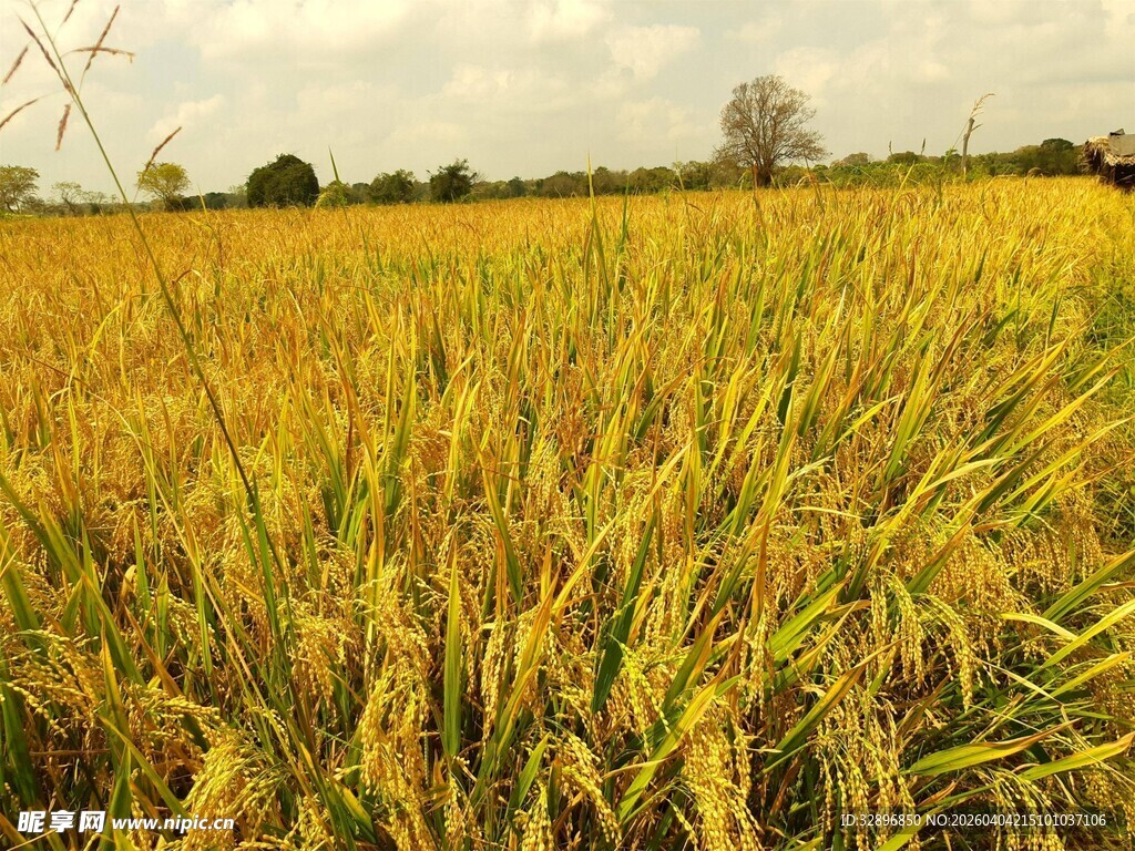 金色麦田丰收的希望景象