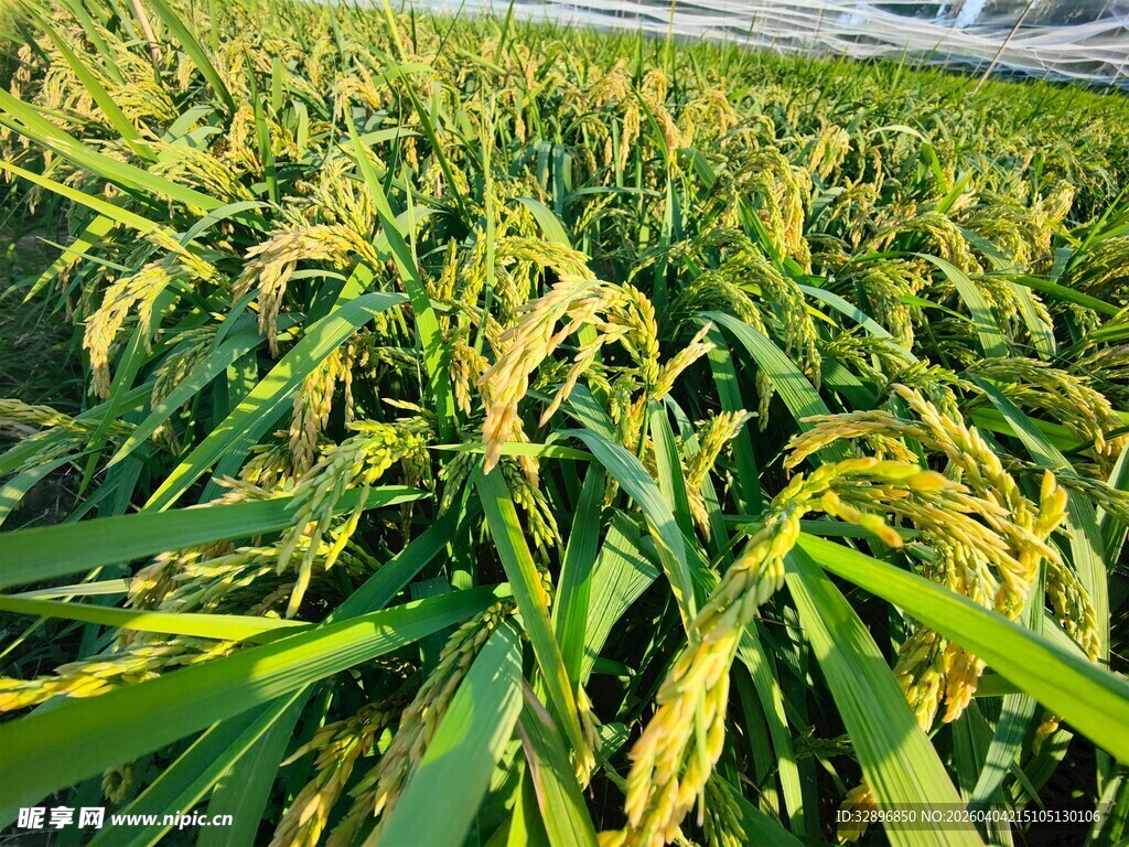 金黄稻田丰收在望