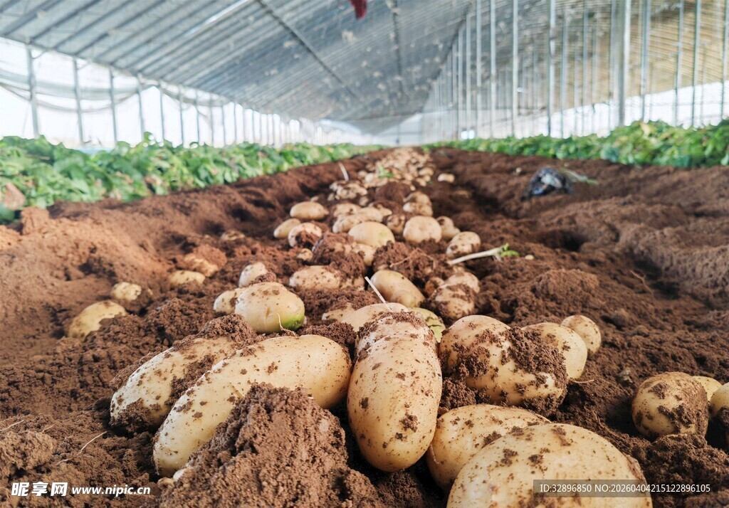 温室中待收获的新鲜土豆