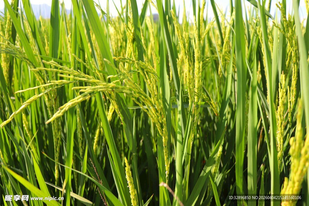 金黄稻田展现田园之美