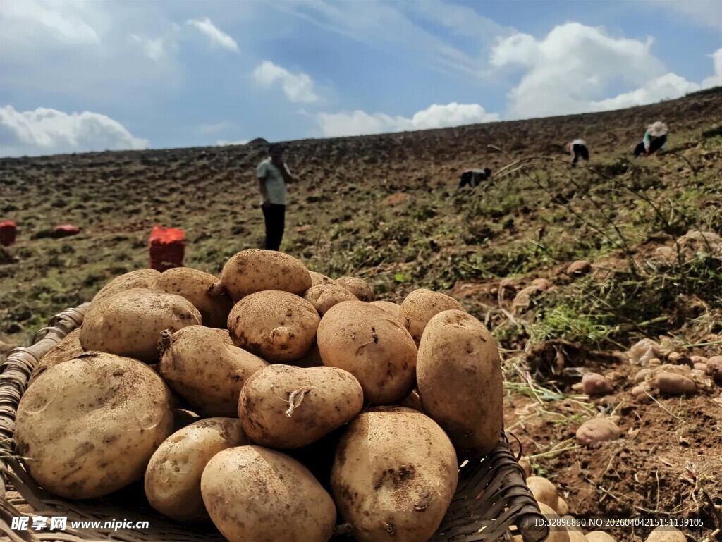 田间丰收的土豆景象