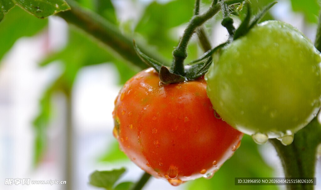 枝上挂着鲜润番茄