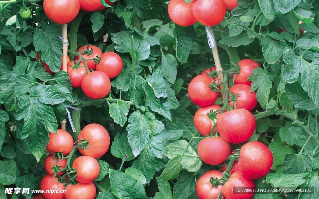 挂满枝头的成熟红番茄