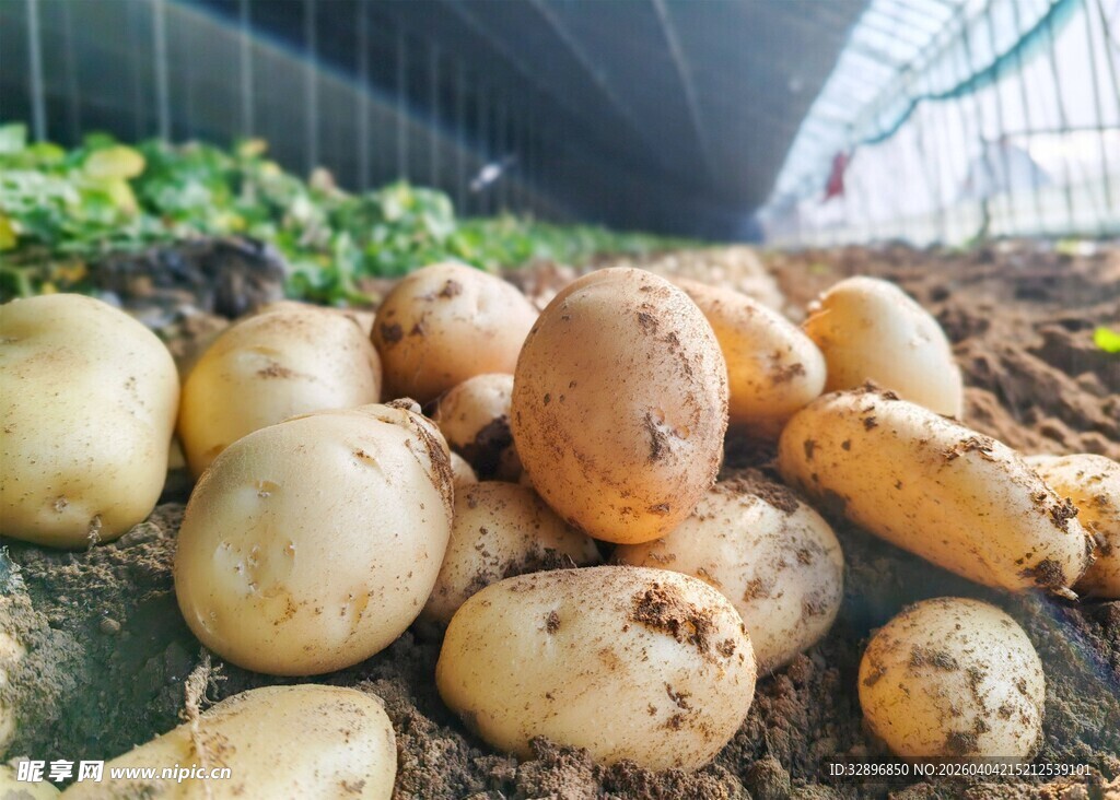 新鲜出土的土豆堆