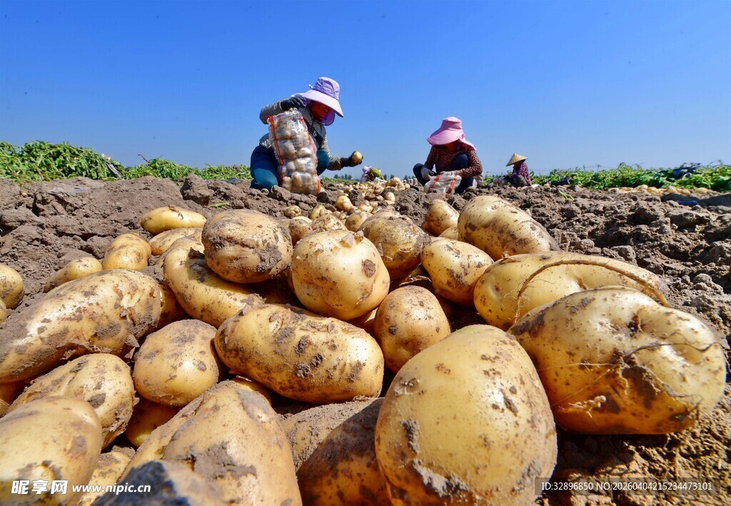 农民田间收获大量土豆