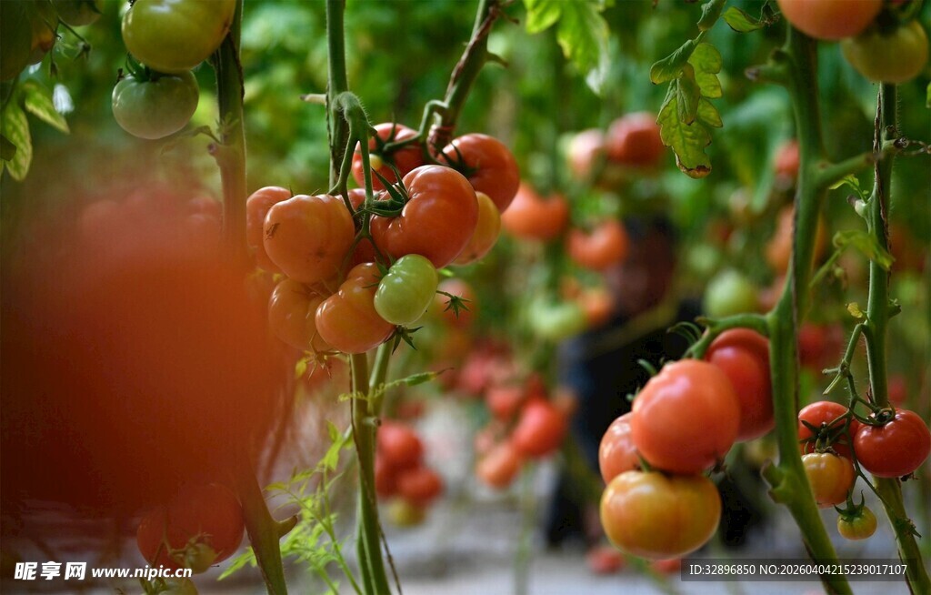 枝头饱满的成熟番茄