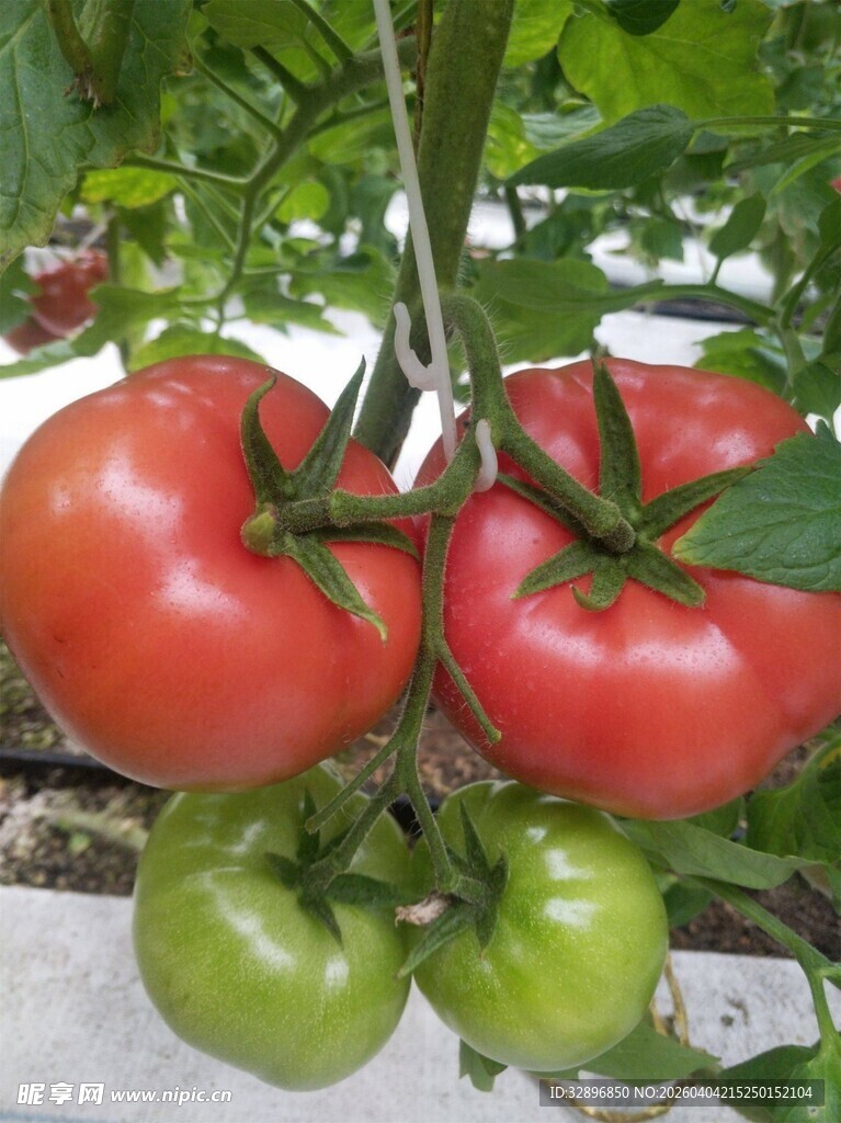 成熟与未熟的新鲜西红柿