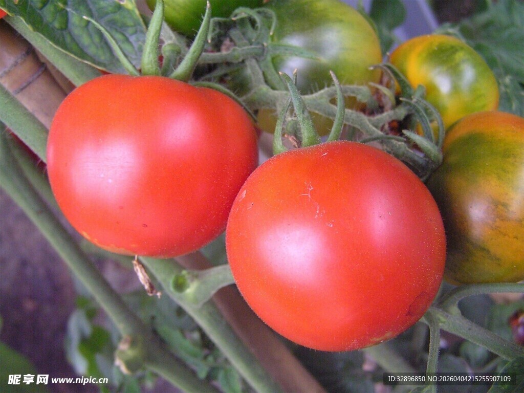 新鲜成熟的西红柿