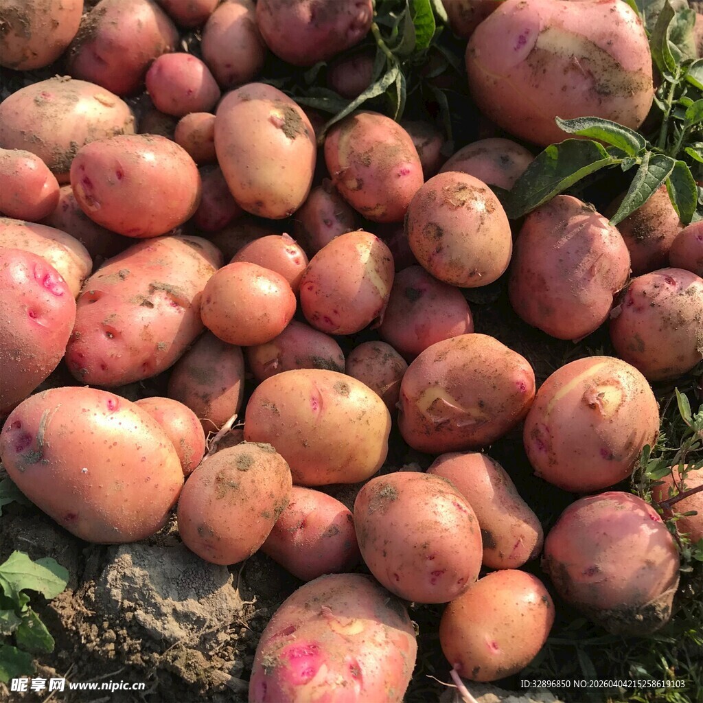新鲜出土的红皮土豆