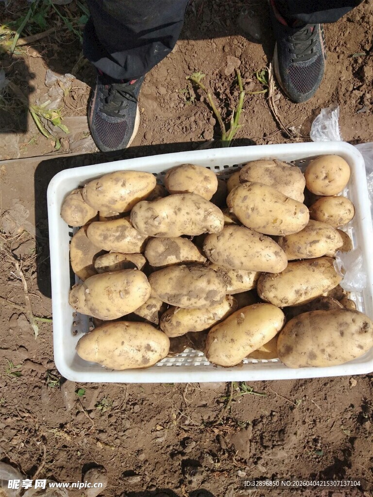 田间收获的新鲜生姜