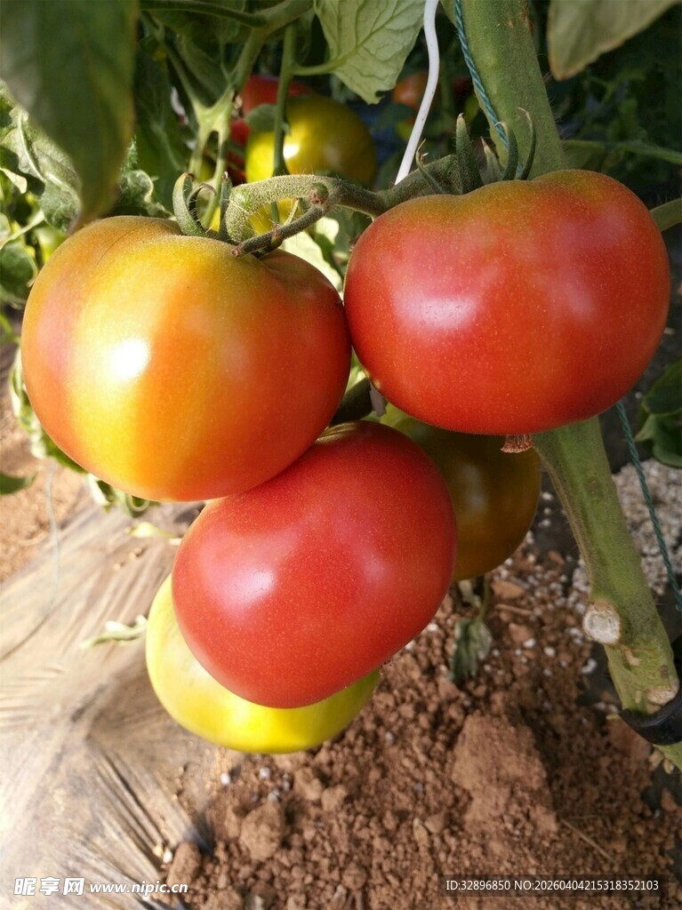 枝头成熟的鲜艳西红柿