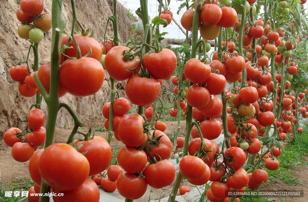 挂满枝头的饱满红番茄