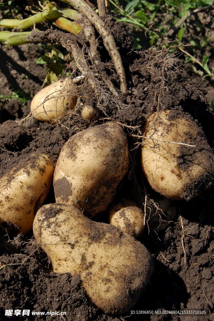 新鲜出土的饱满土豆