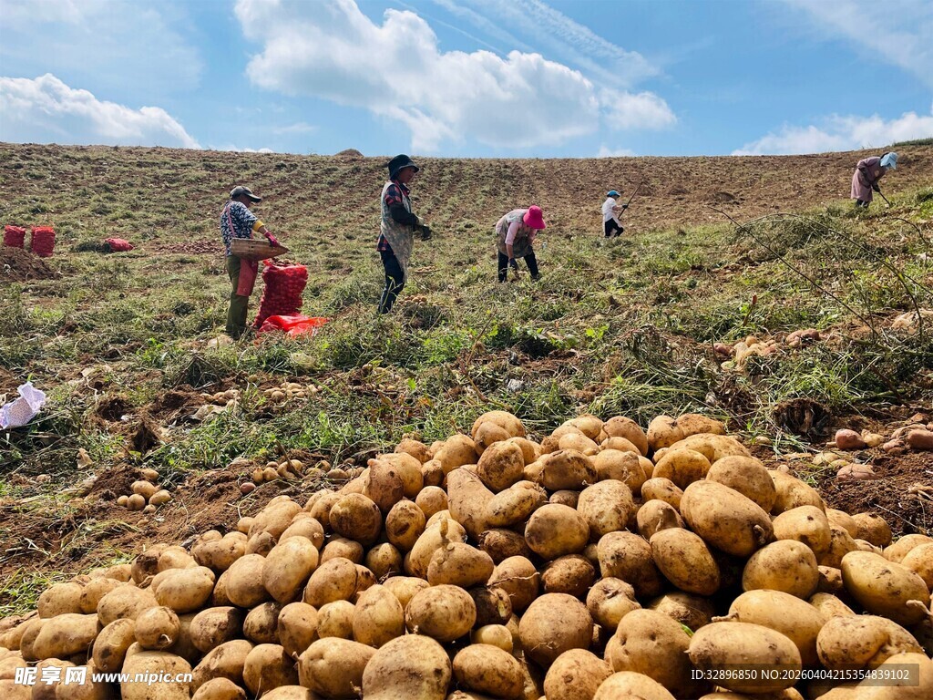 农民田间收获土豆场景