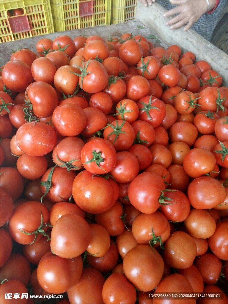 新鲜饱满的西红柿大堆