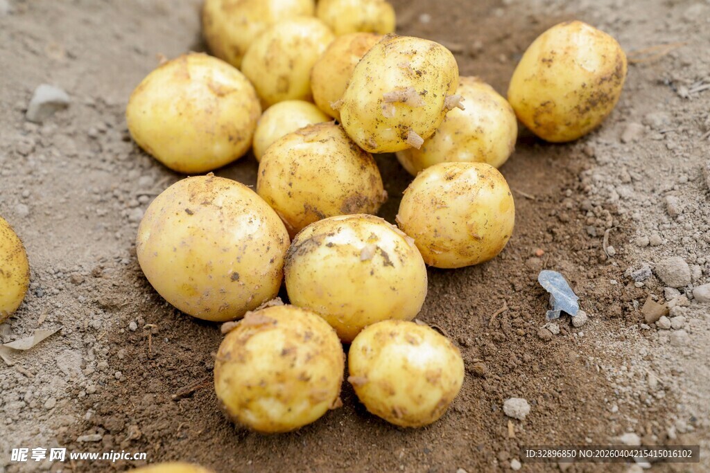 新鲜出土的金黄小土豆