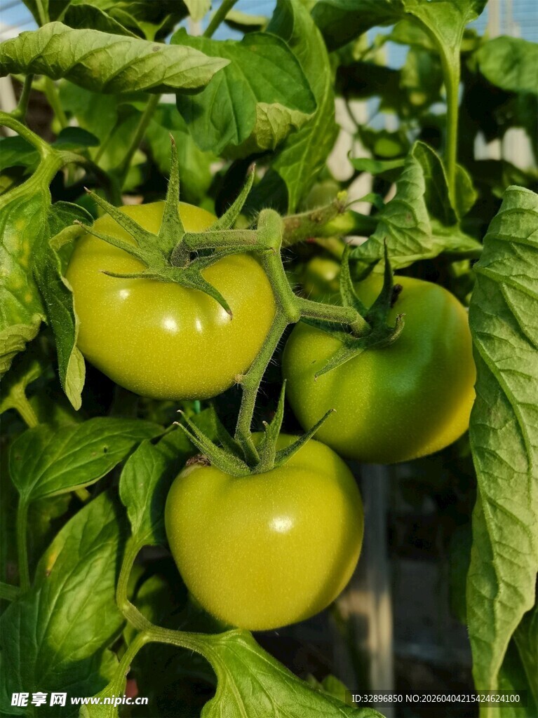 青番茄挂于繁茂枝叶间