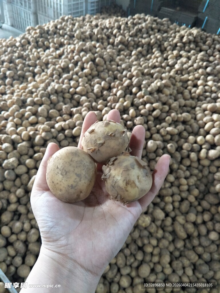 手捧土豆与大量土豆堆