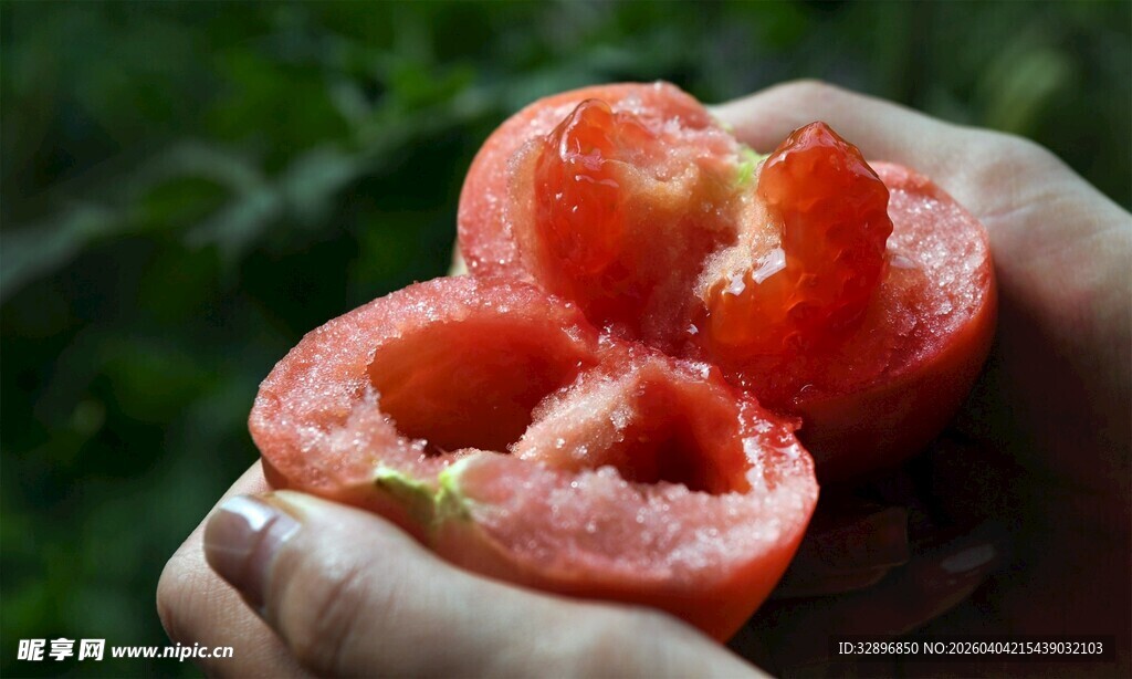 手中鲜红多汁的新鲜番茄