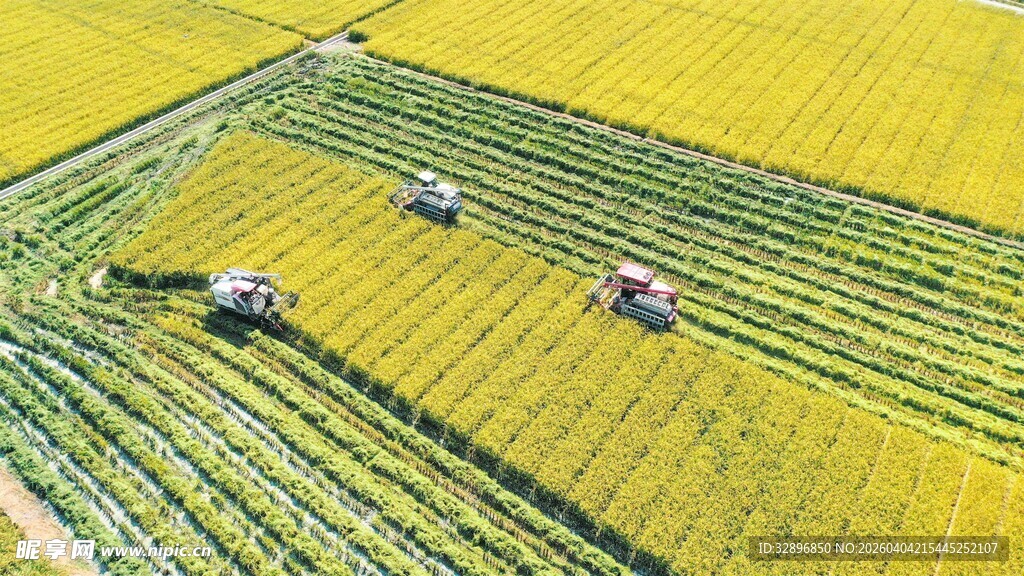 金黄稻田中的劳作景象