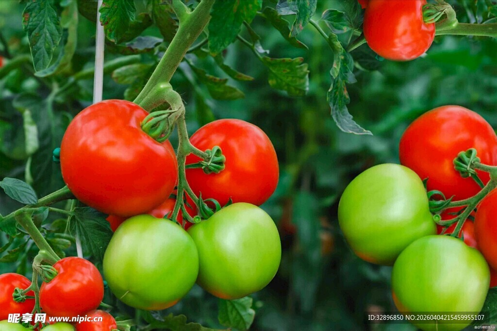 枝头红绿相间的新鲜番茄