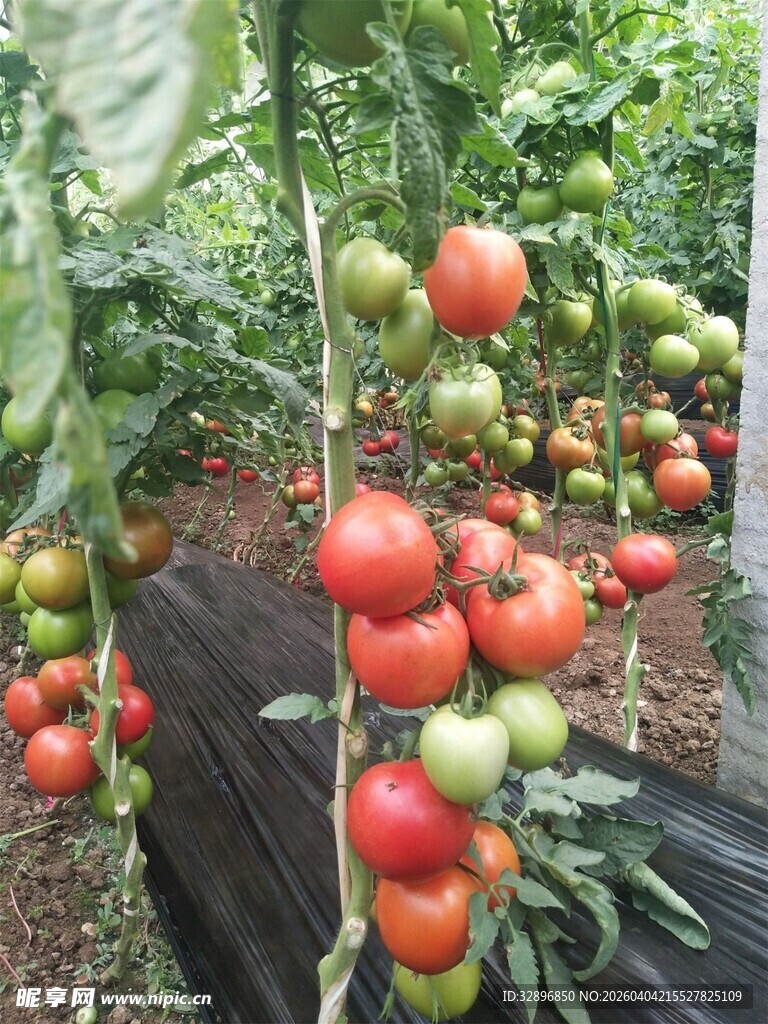 挂满果实的番茄植株