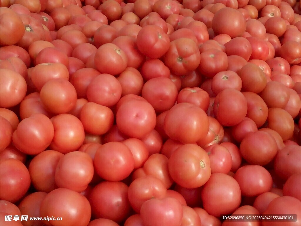 大量新鲜西红柿堆成小山