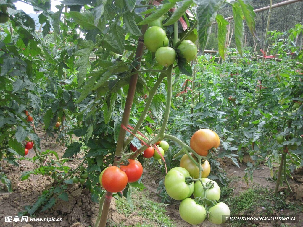 田园间成熟与未熟的番茄