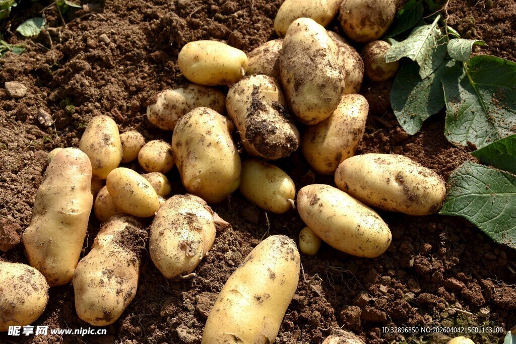新鲜出土的饱满土豆