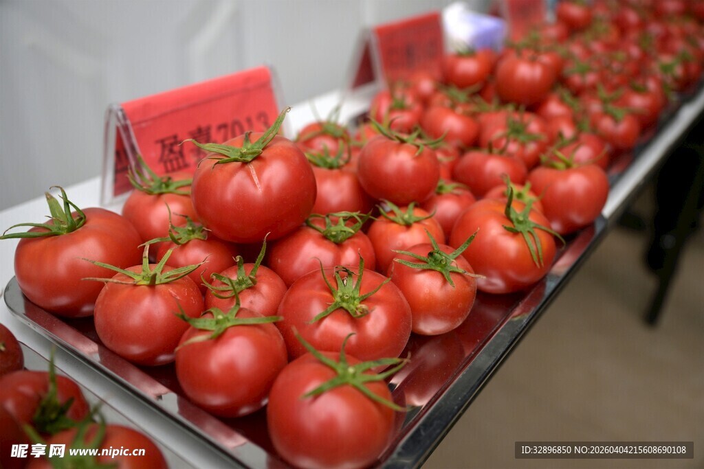 新鲜番茄整齐陈列