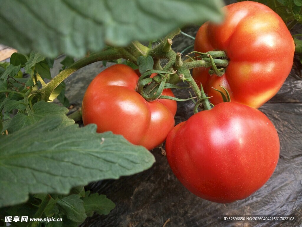 新鲜成熟的西红柿