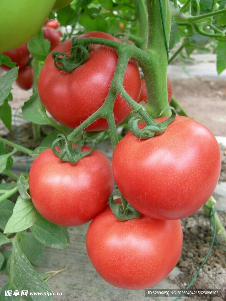 成熟饱满的枝头西红柿