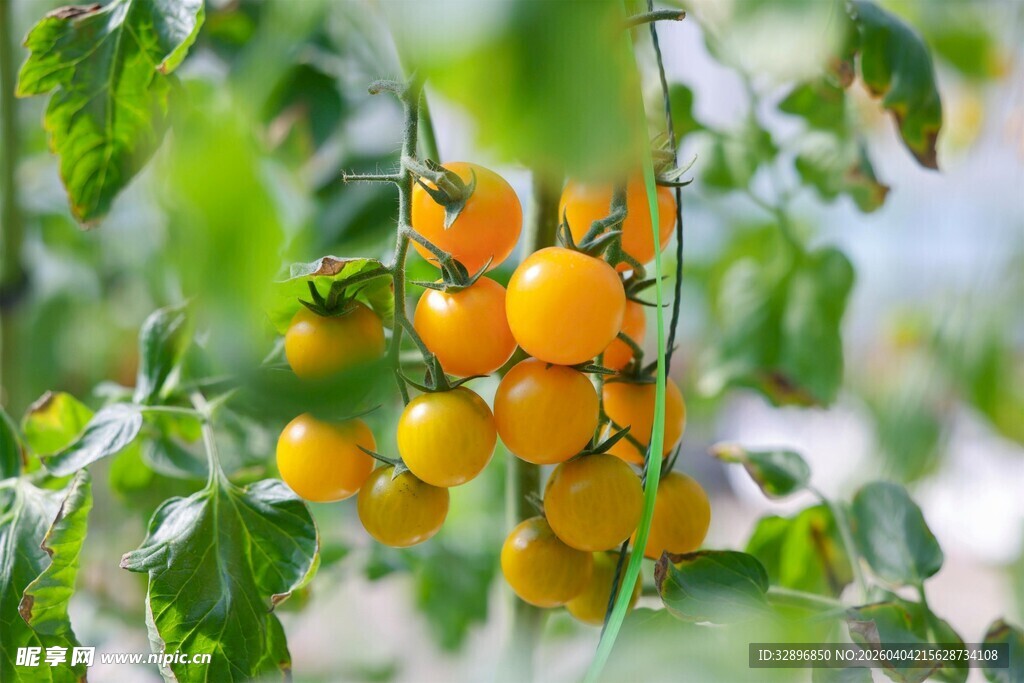 枝头黄番茄绿意相伴