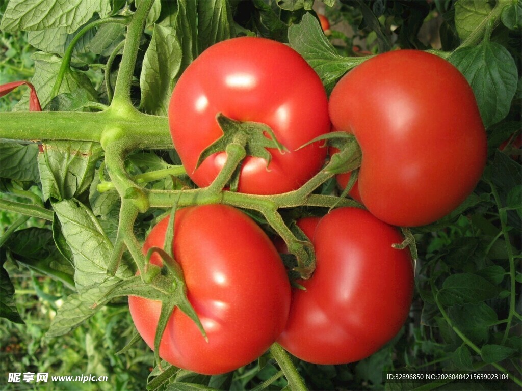 新鲜饱满的成熟西红柿