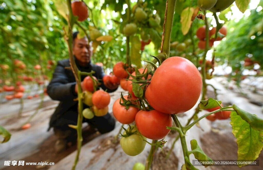 农民田间打理成熟西红柿
