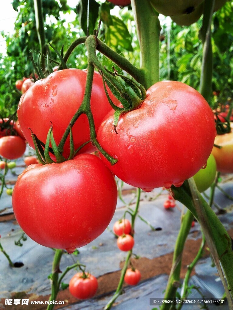 枝头饱满的成熟红番茄