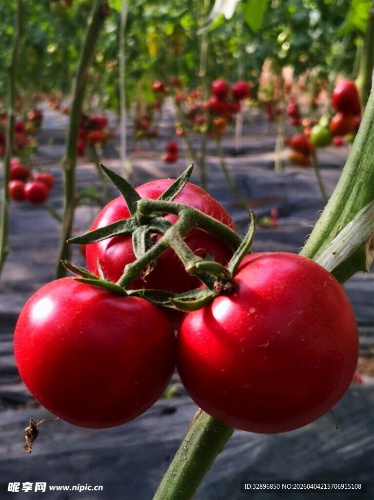 鲜红饱满的枝头小番茄