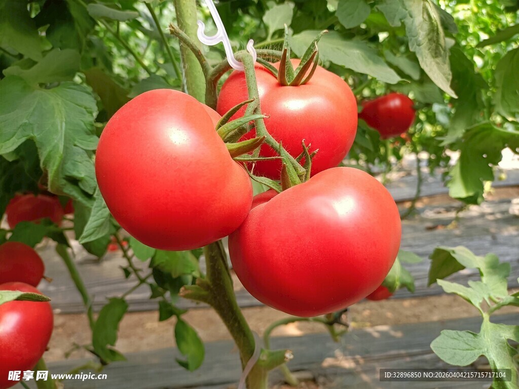 成熟饱满的枝头红番茄