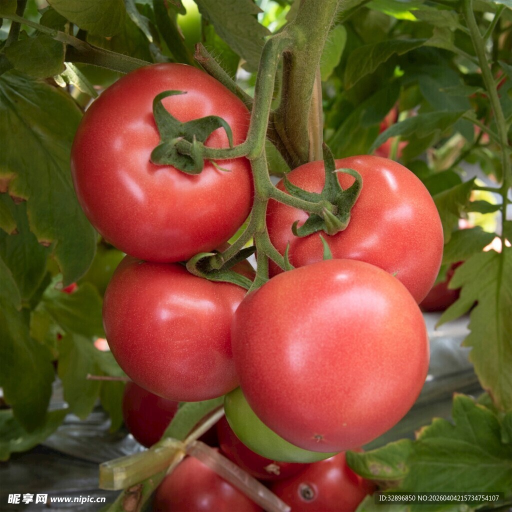 挂在枝头的新鲜红番茄