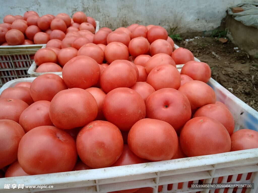 新鲜番茄堆放在白色筐中
