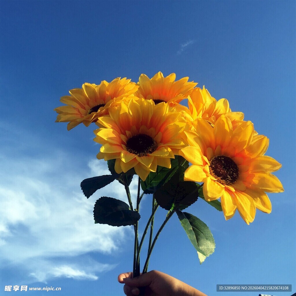 手捧向日葵迎蓝天