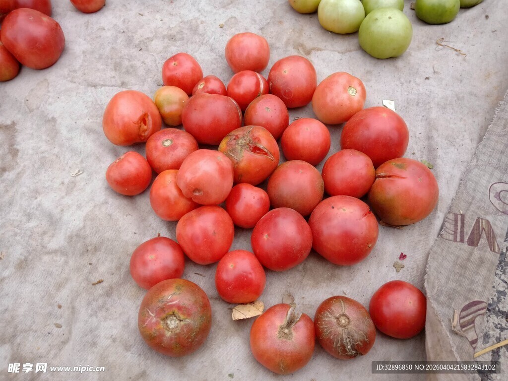 地上堆放的新鲜红西红柿