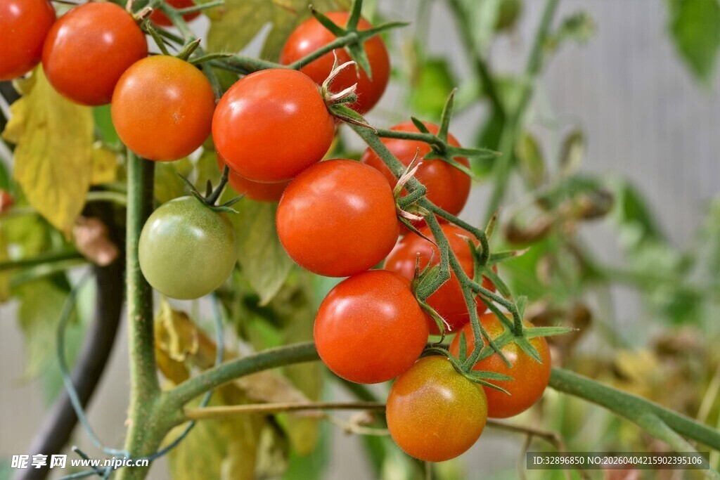 枝头的鲜艳小番茄