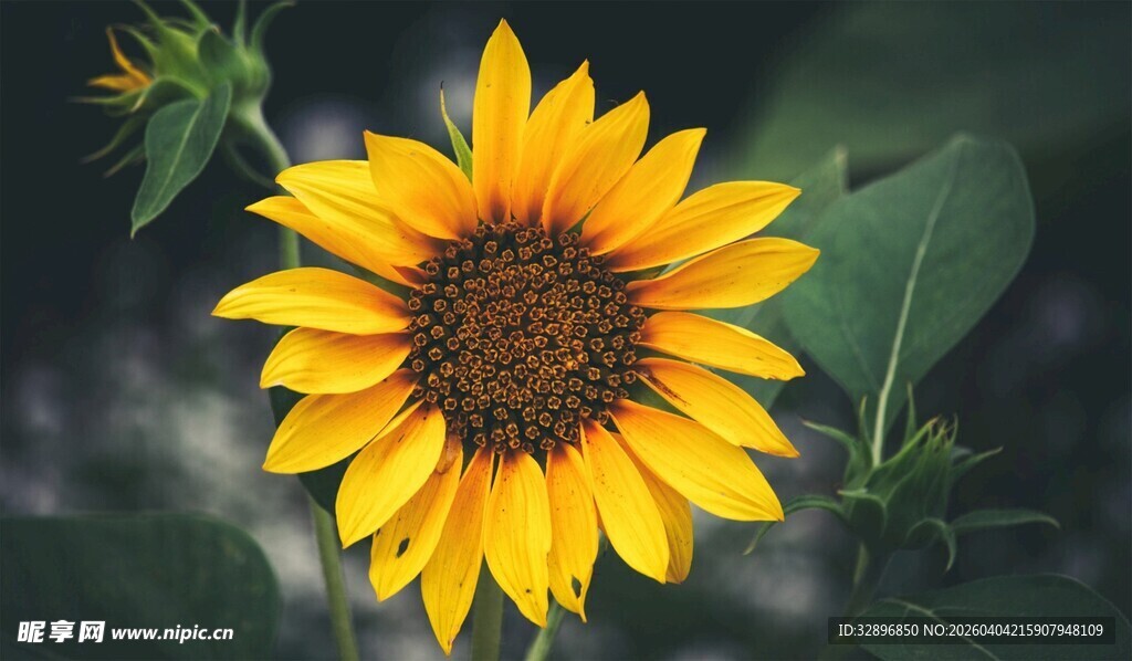 绽放的美丽向日葵