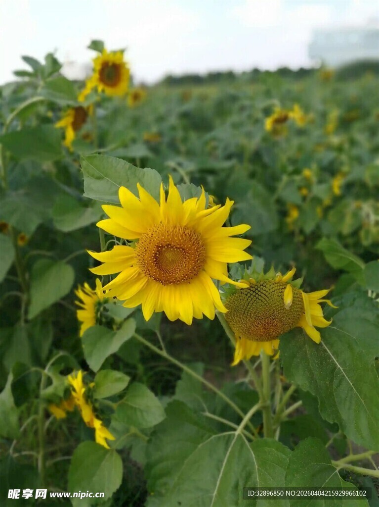 田野中的灿烂向日葵