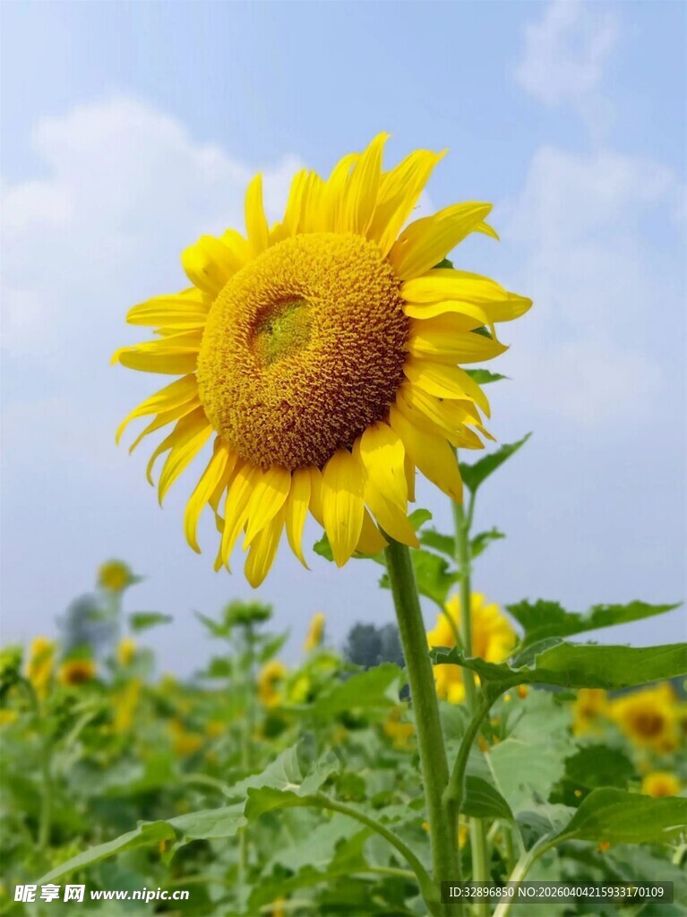 田野中的灿烂向日葵