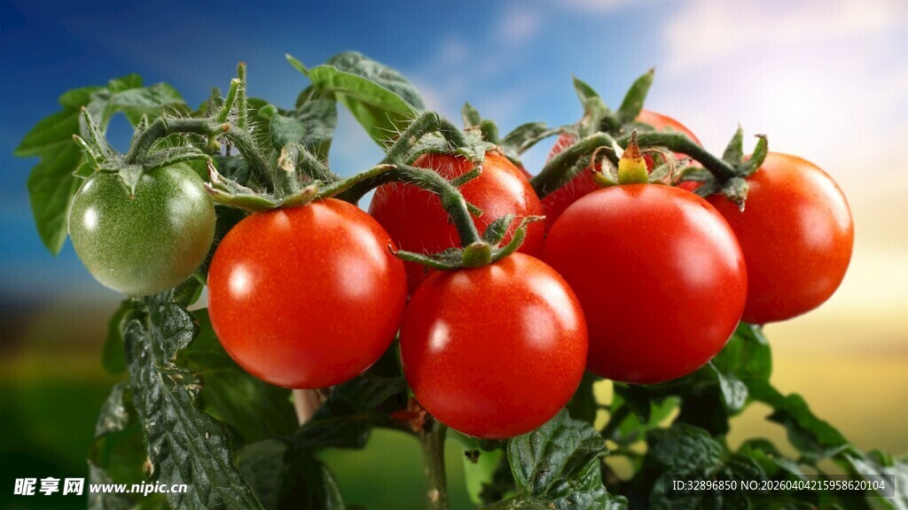 阳光下的新鲜红番茄