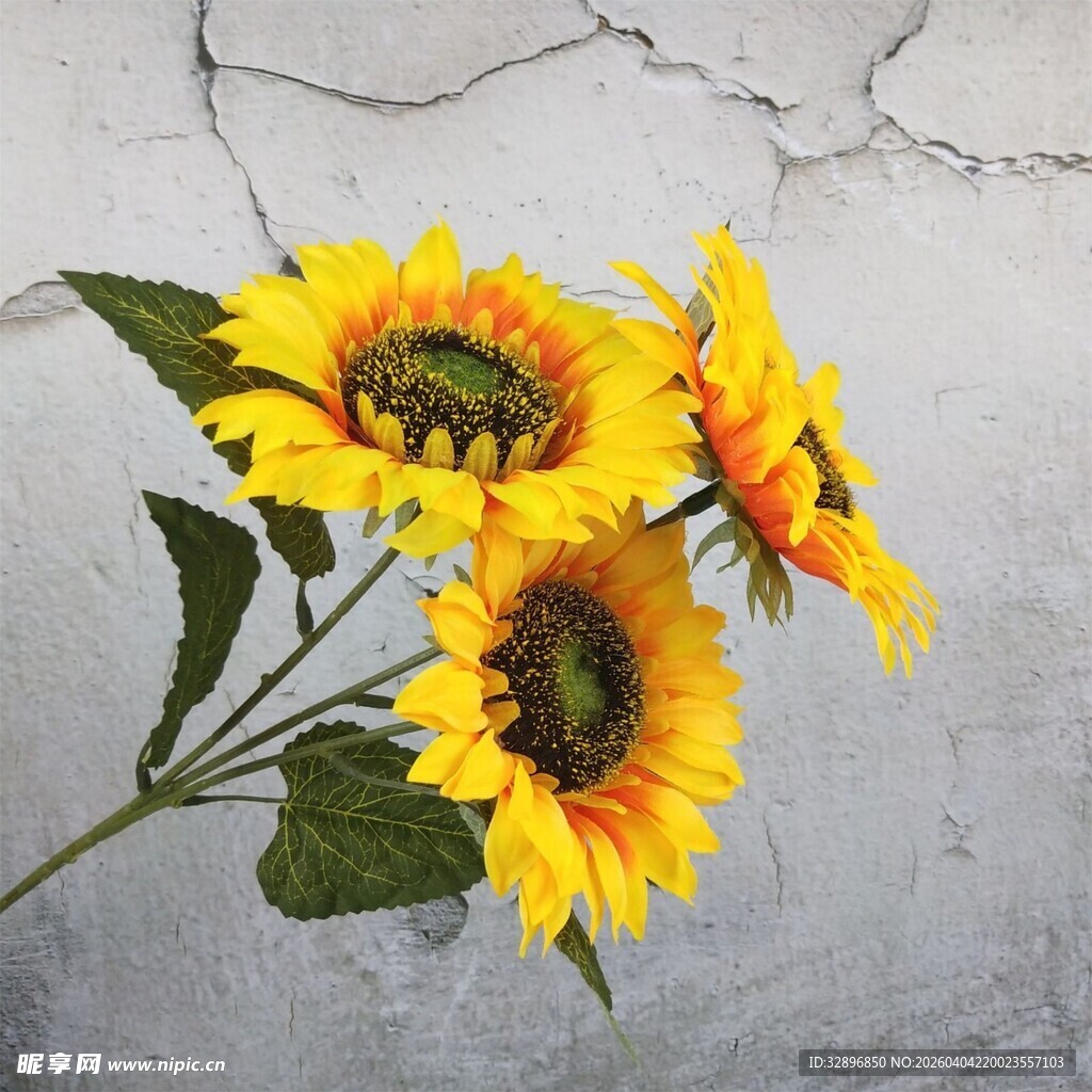 三朵向日葵置于斑驳背景